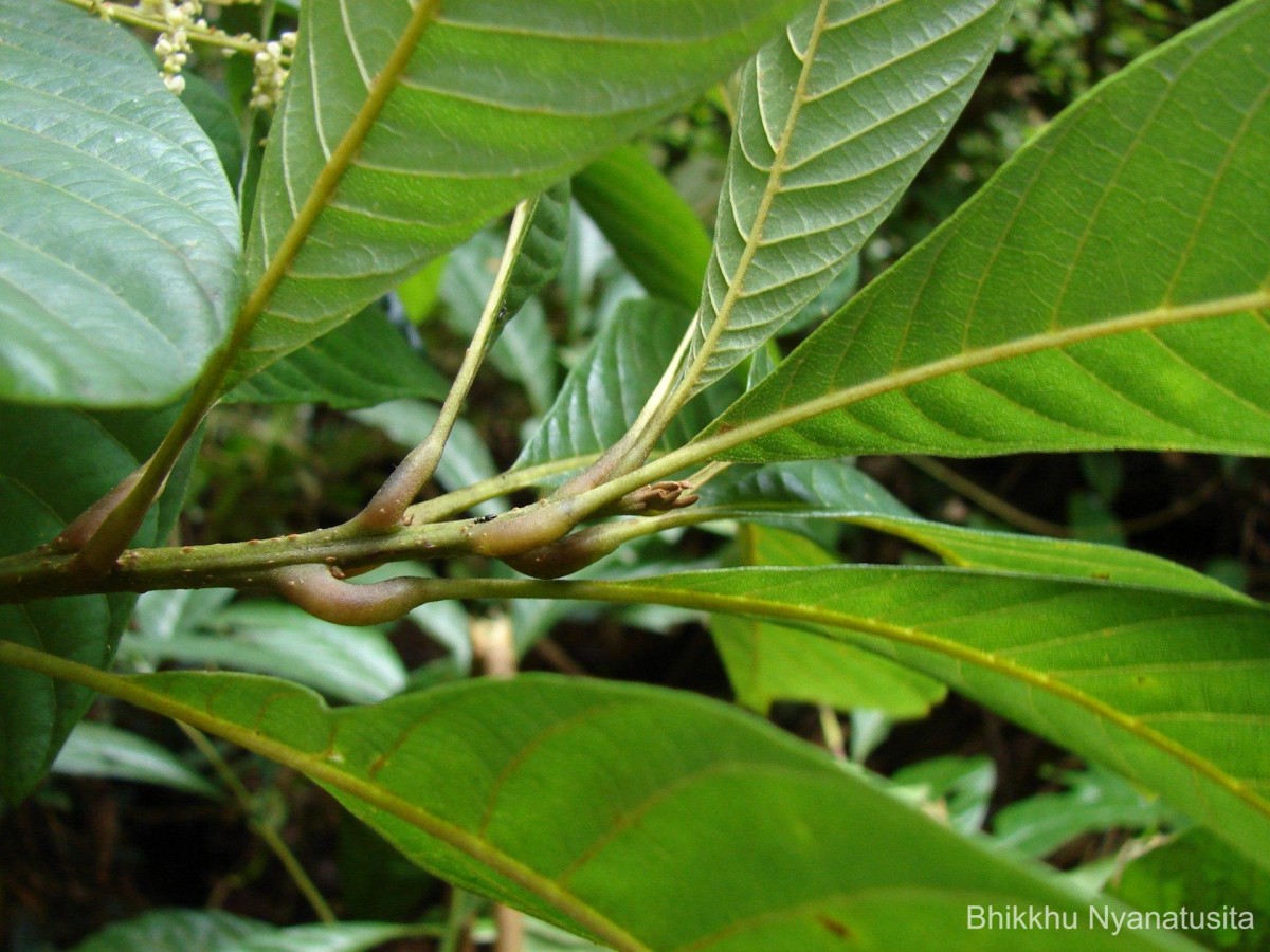 Meliosma simplicifolia (Roxb.) Walp.